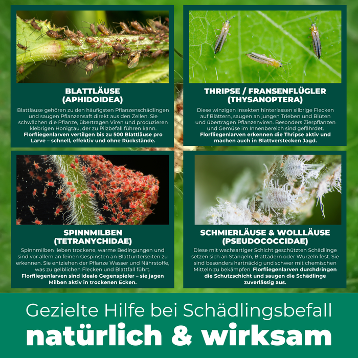 Larves de chrysopes contre pucerons, tétranyques, thrips, aleurodes