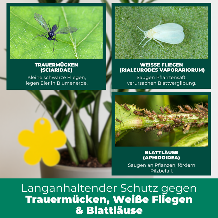 Piège jaune panneaux jaunes autocollants jaunes 12 pièces contre les mouches des fruits, les moucherons fongiques et bien plus encore.