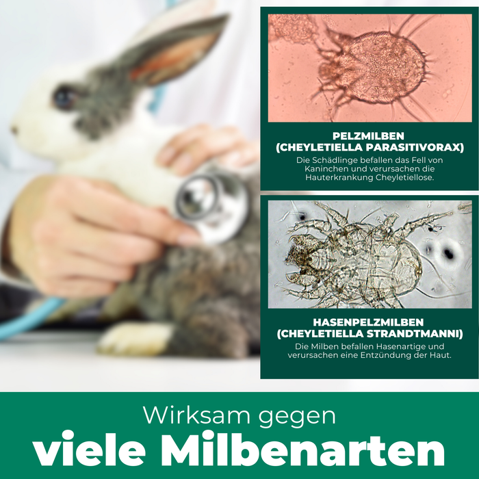 Wirksam gegen viele Milbenarten: Bild eines Tierarztes mit Stethoskop, der ein Kaninchen untersucht. Rechts oben: Mikroskopaufnahme einer Pelzmilbe (Cheyletiella parasitivorax), die Kaninchenfell befällt und Cheyletiellose verursacht. Rechts unten: Mikroskopaufnahme einer Hasenpelzmilbe (Cheyletiella strandtmanni), die Hautentzündungen bei Hasen hervorruft. Text betont die Effektivität des Milbenschutzmittels