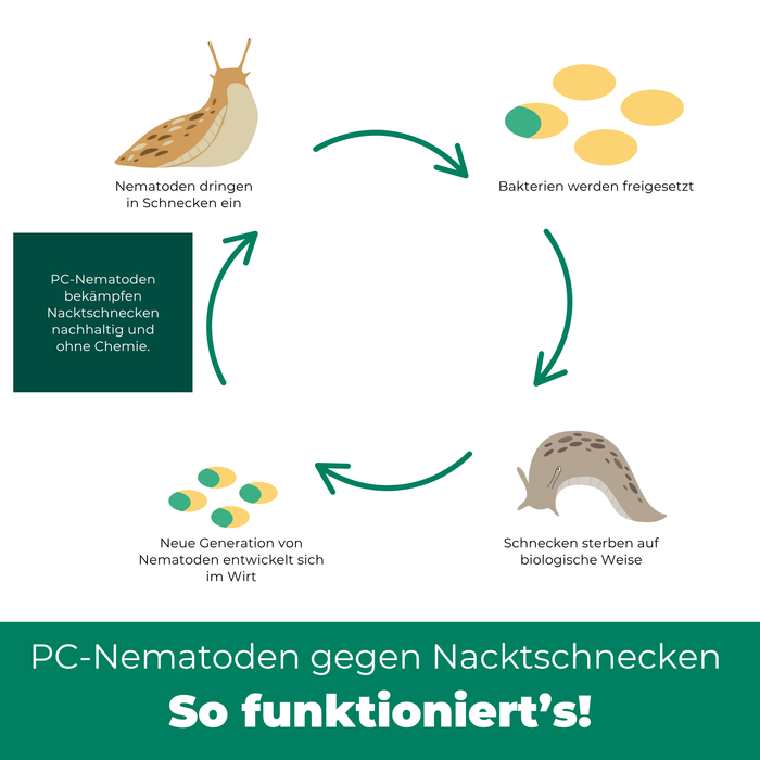 Nématodes PC contre limaces et escargots - Silberkraft
