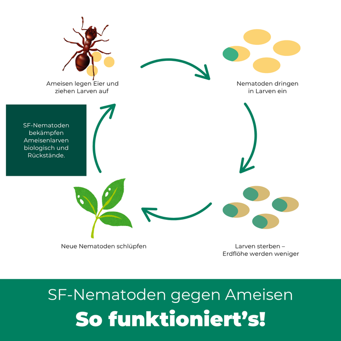 Nématodes SF contre les fourmis