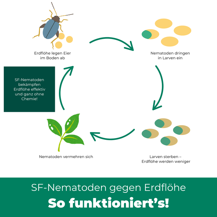 Nématodes SF contre les altises