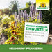 Terreau de plantation Neudorff NeudoHum - Silberkraft