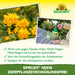 Plantes ornementales Neudorff Spruzit NEEM, sans parasites - Silberkraft
