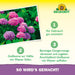 Engrais pour hortensias Neudorff Azet (solide) - Silberkraft