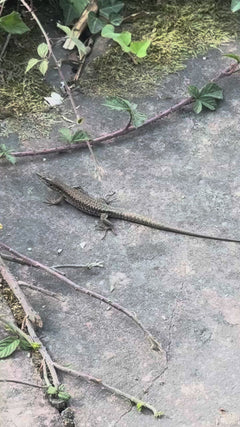 Lézard des murailles – Karlsruhe, Baden-Württemberg, Deutschland