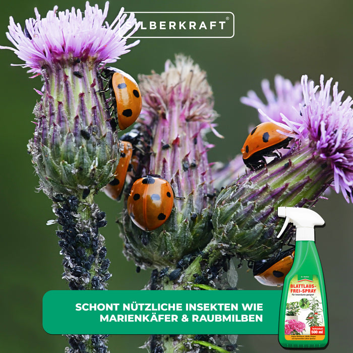 Spray sans pucerons : protection efficace des fruits, légumes et plantes ornementales