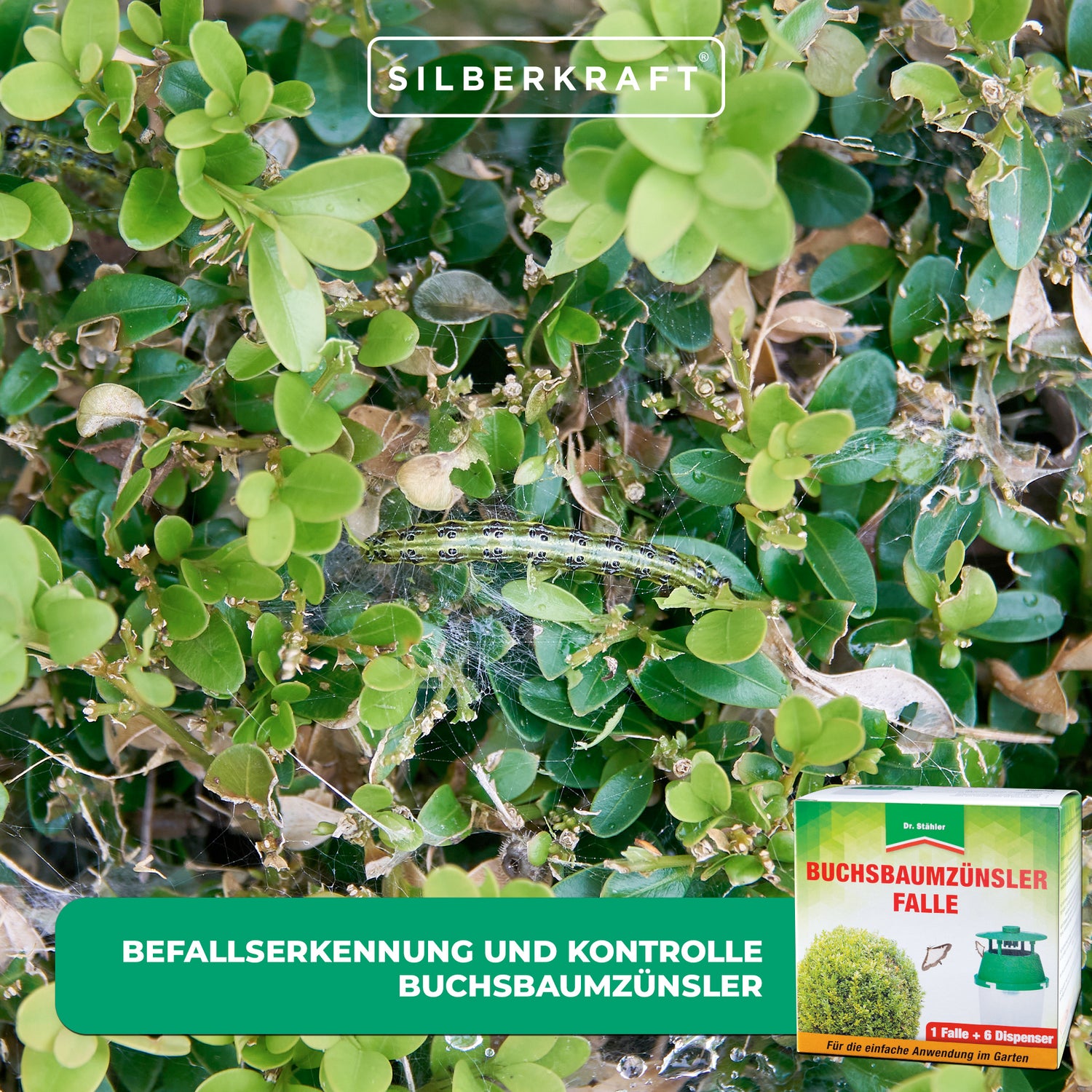 Piège à pyrales du buis : détection rapide des infestations et surveillance fiable des ravageurs