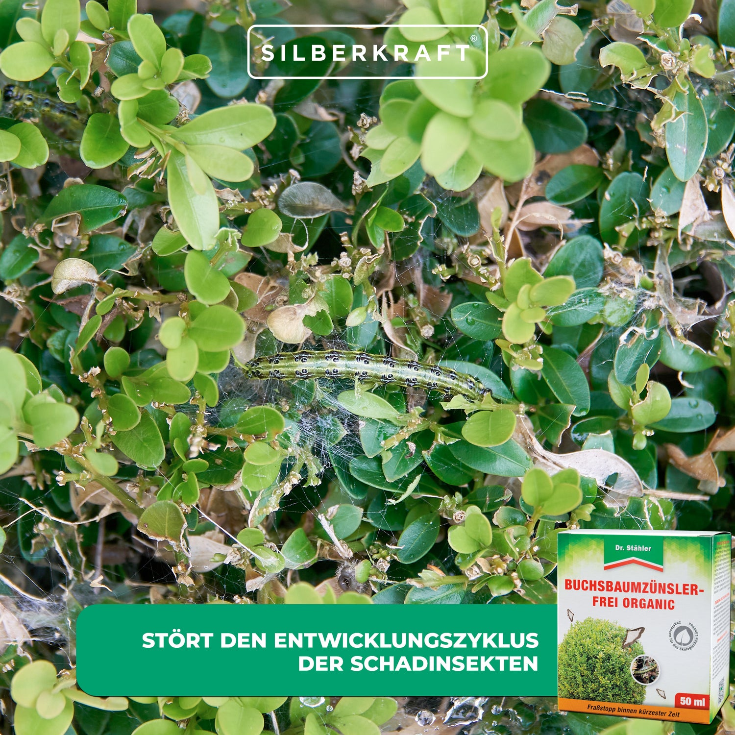 Buis bio sans mites : Protège efficacement contre les insectes nuisibles