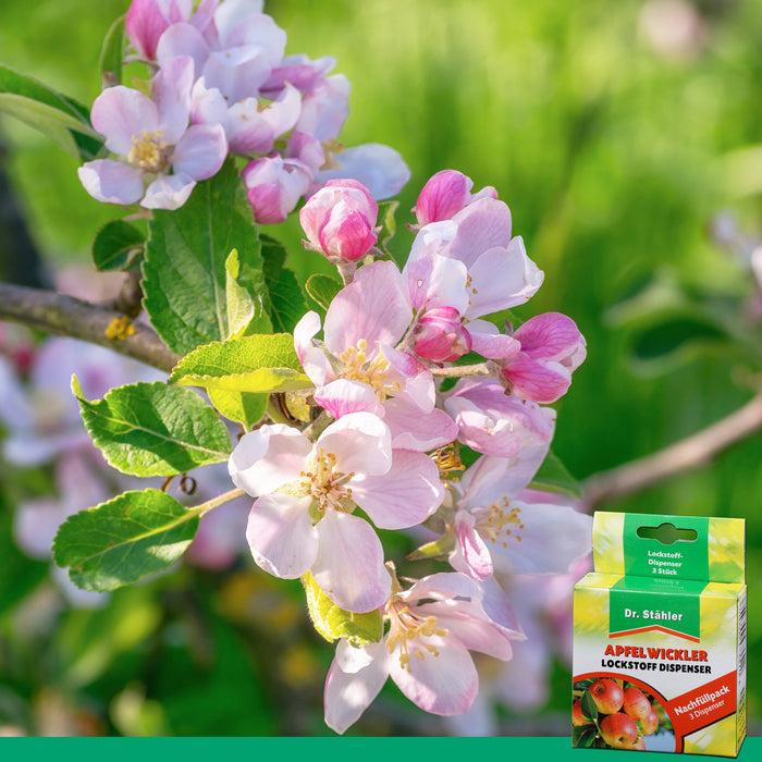 Pack de recharge d'attractif aux phéromones du carpocapse de la pomme : protection efficace des arbres fruitiers