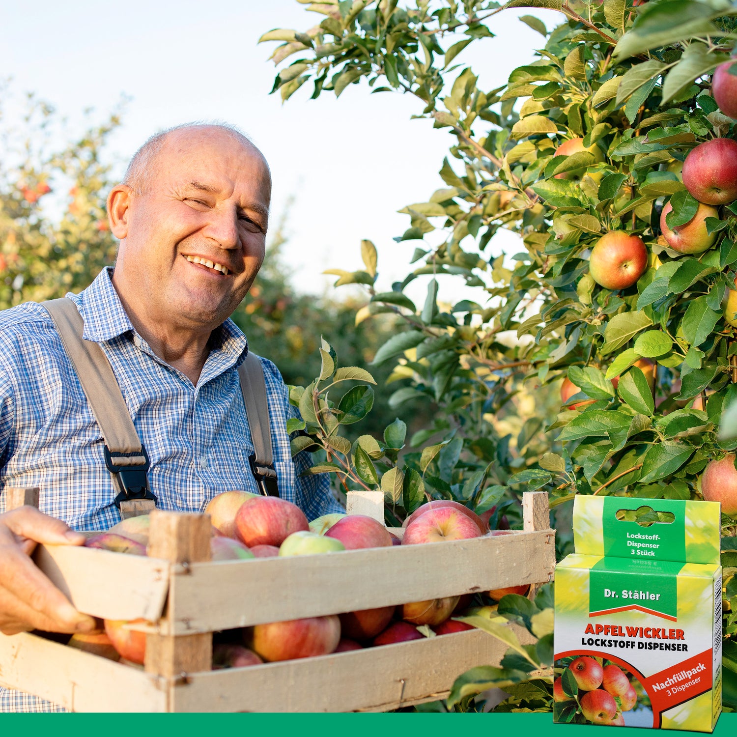 Pack de recharge d'attractif aux phéromones du carpocapse de la pomme : protection efficace des arbres fruitiers