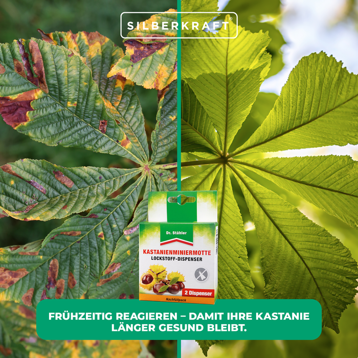 Distributeur d'attractif pour la mineuse du châtaignier - protection pour le marronnier d'Inde