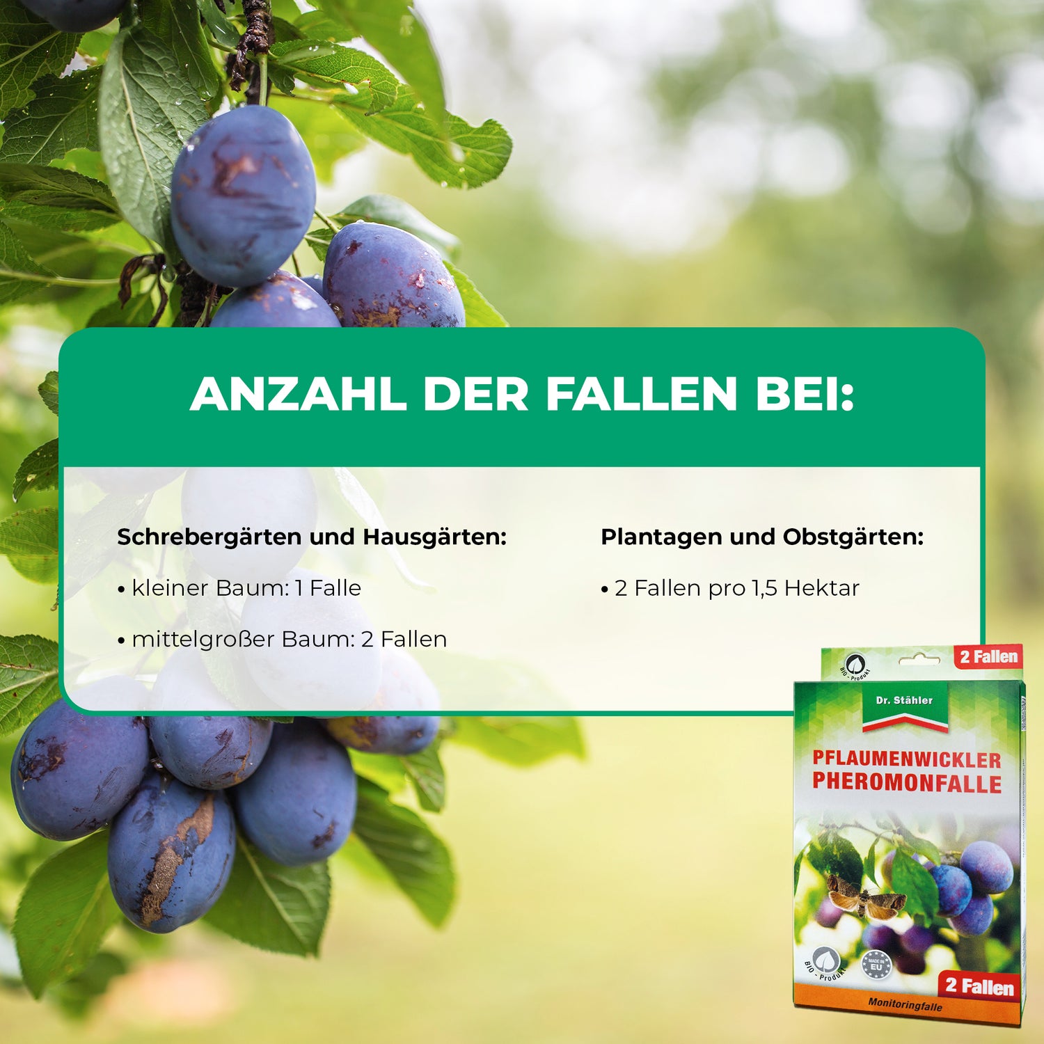Piège à phéromones contre la teigne du prunier : idéal pour les pruniers des jardins et des plantations