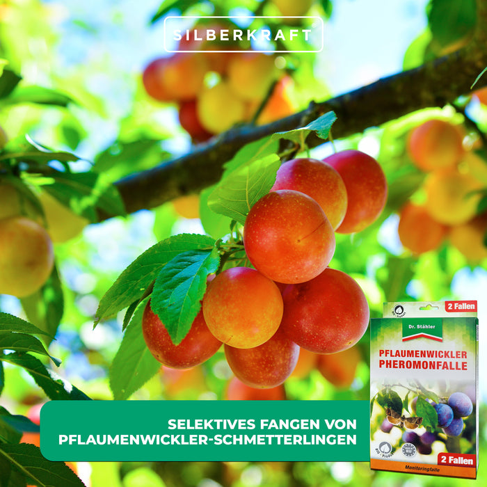 Piège à phéromones contre la teigne du prunier : idéal pour les pruniers des jardins et des plantations