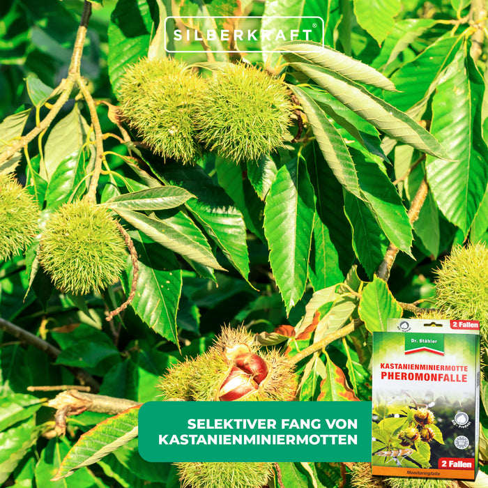 Piège à phéromones efficace contre les mineuses du châtaignier