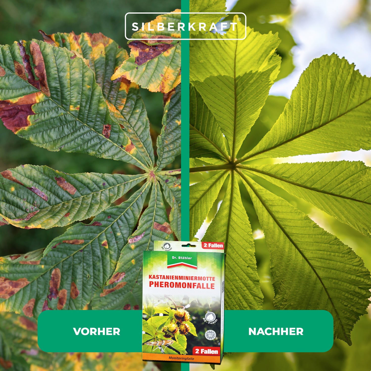 Piège à phéromones efficace contre les mineuses du châtaignier