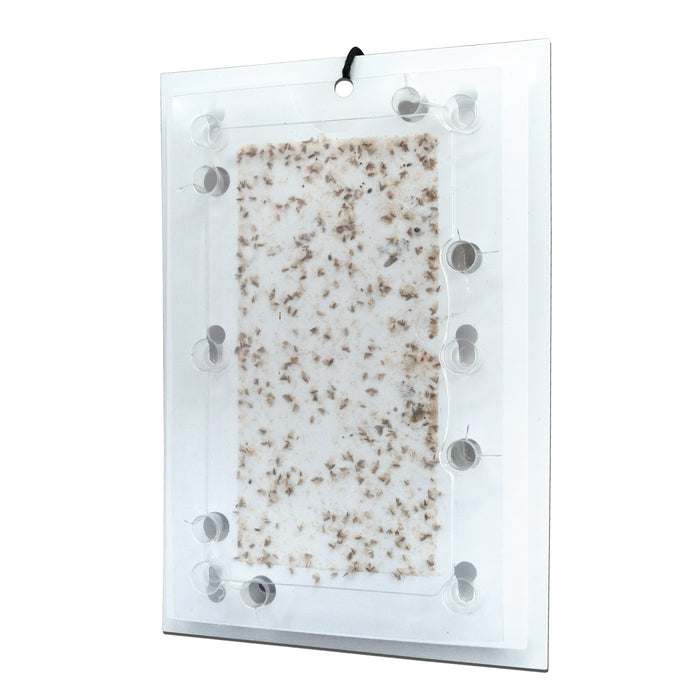 Multi-piège à phéromone mineuse du châtaignier efficace pour toutes les espèces de châtaigniers