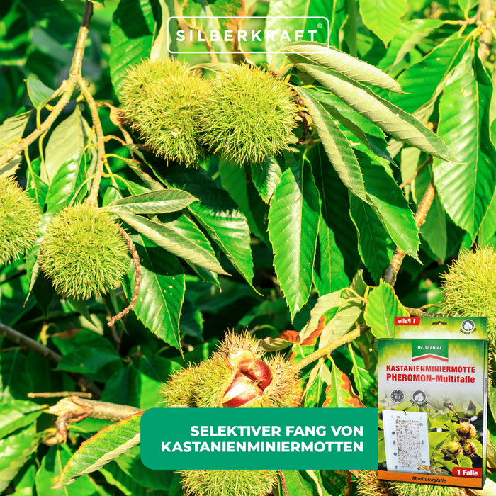 Multi-piège à phéromone mineuse du châtaignier efficace pour toutes les espèces de châtaigniers