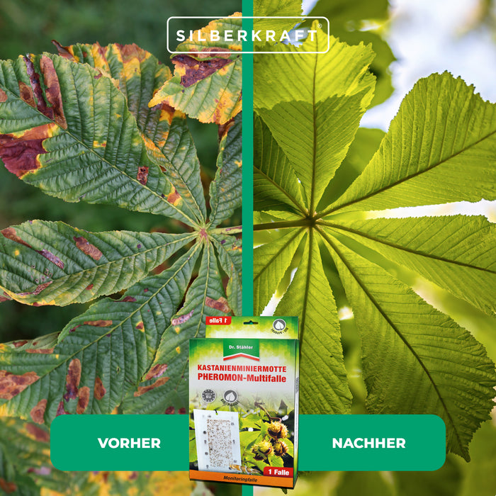 Multi-piège à phéromone mineuse du châtaignier efficace pour toutes les espèces de châtaigniers