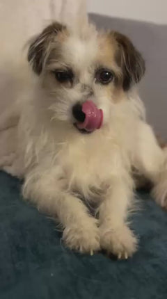 chien domestique