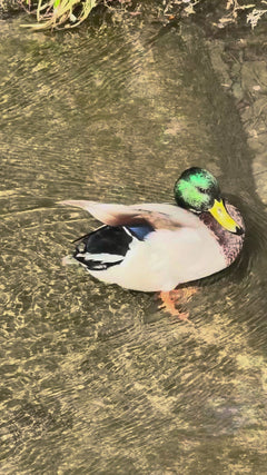 Colvert – Weingarten, Baden-Württemberg, Deutschland