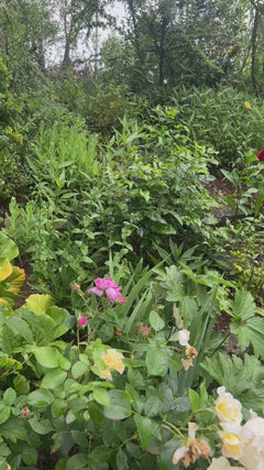 Rosier de jardin