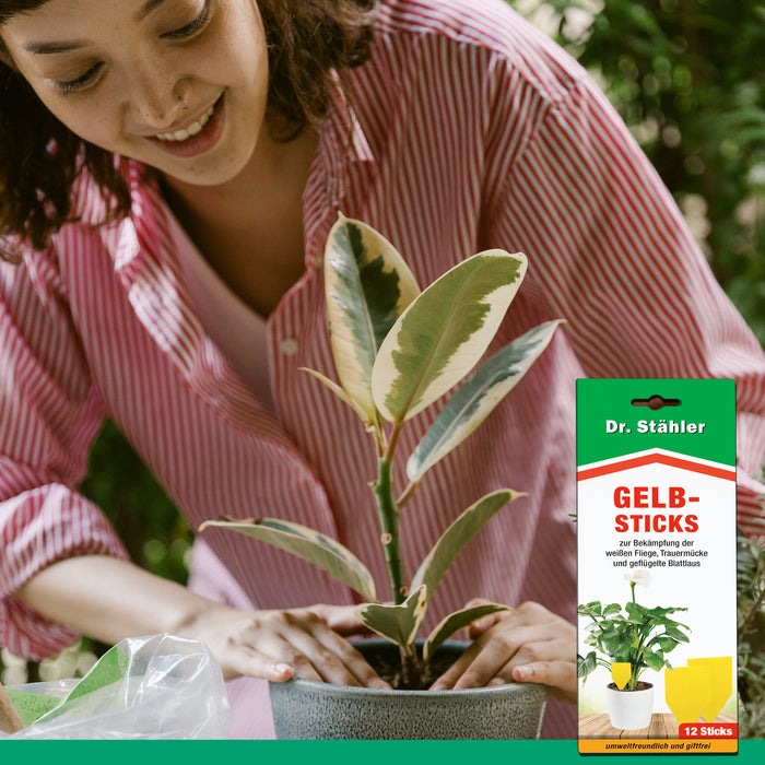 Bâtonnets jaunes efficaces pour lutter contre les insectes volants comme les aleurodes, les moucherons fongiques et les pucerons