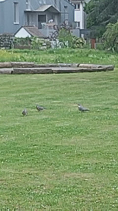 pigeon des rues