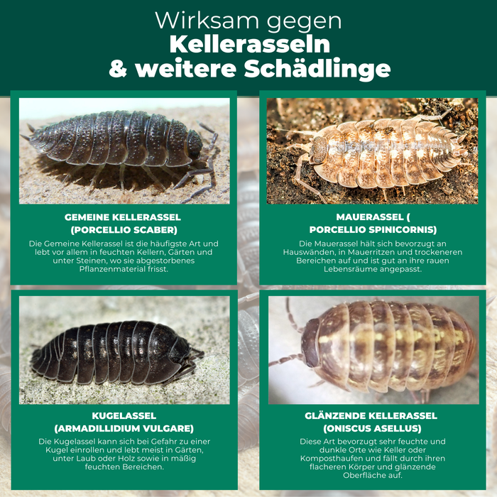 Kellerasselnfalle mit Spezial-Lockstoff - Silberkraft