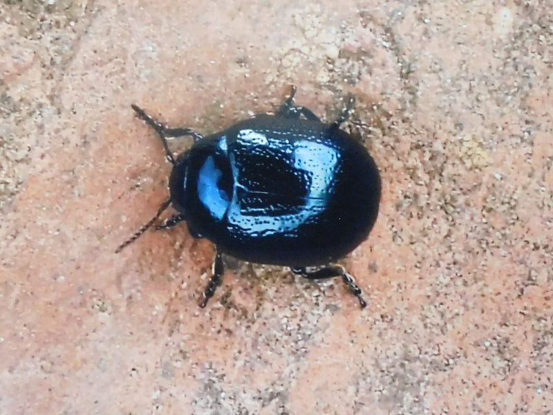 Coléoptère bleu ciel — Bild 1