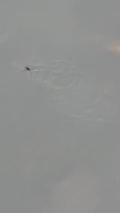 Marcheur d'eau commun – Offenbach am Main