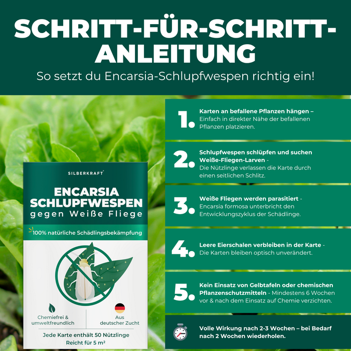 Une salade fraîche et verte est en arrière-plan. Au premier plan se trouve l'emballage du produit guêpes parasites contre les aleurodes.