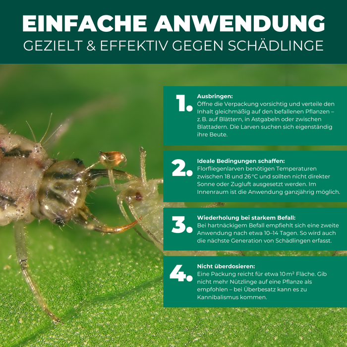 Larves de chrysopes contre pucerons, tétranyques, thrips, aleurodes