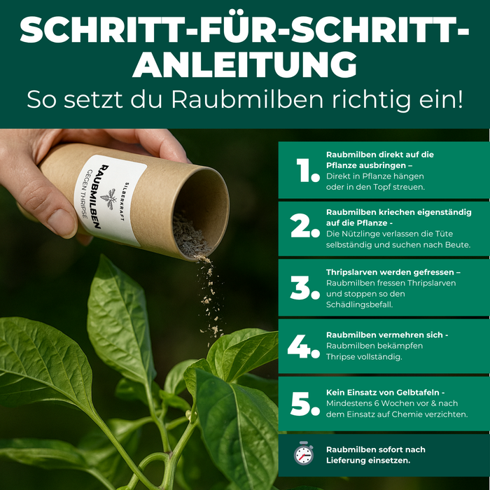 Acariens prédateurs contre les thrips - Silberkraft