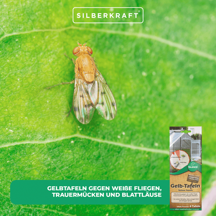 Panneaux jaunes Silence (petits) : Surveillance optimale contre les aleurodes, les moucherons fongiques et les pucerons