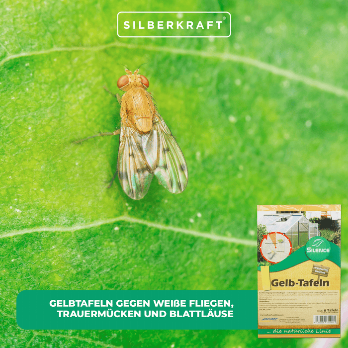 Panneaux jaunes Silence : Solution efficace contre les aleurodes, les moucherons des champignons, les mouches des fruits et du vinaigre