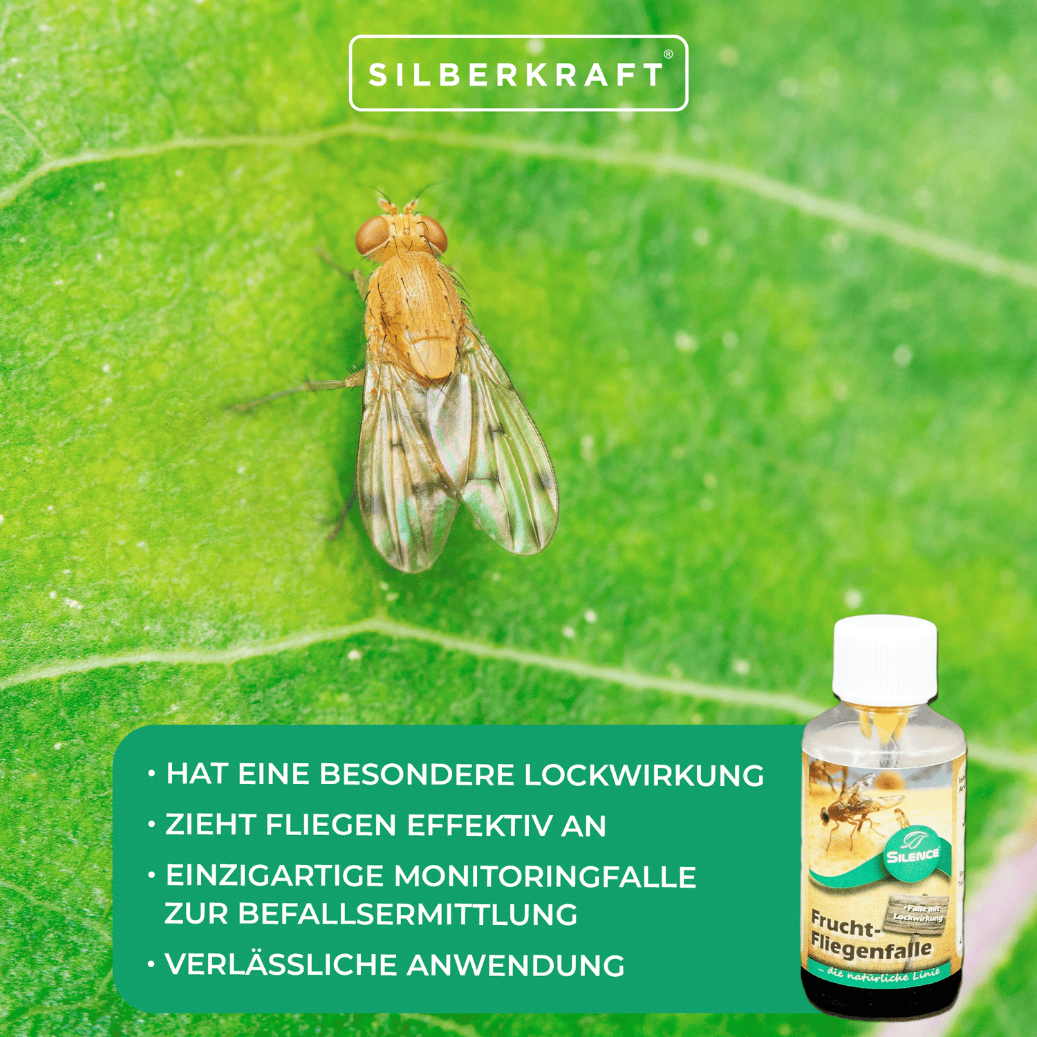 Piège à mouches des fruits Silence : piège de surveillance pour détecter les infestations de mouches des fruits, des fruits et du vinaigre