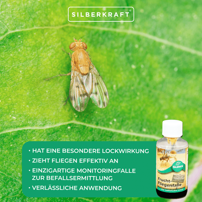 Piège à mouches des fruits Silence : piège de surveillance pour détecter les infestations de mouches des fruits, des fruits et du vinaigre