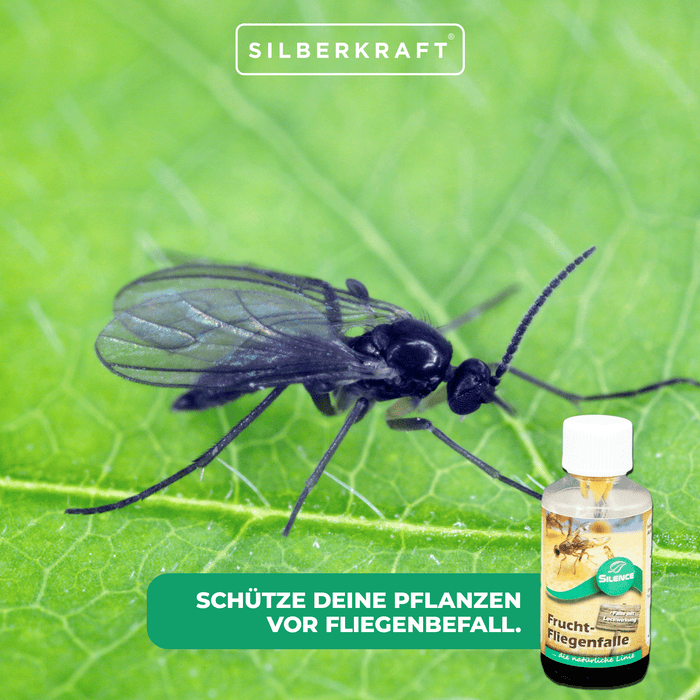 Piège à mouches des fruits Silence : piège de surveillance pour détecter les infestations de mouches des fruits, des fruits et du vinaigre