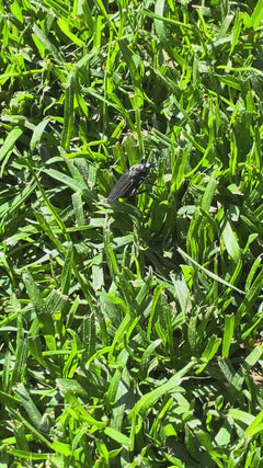 Mouche de mars