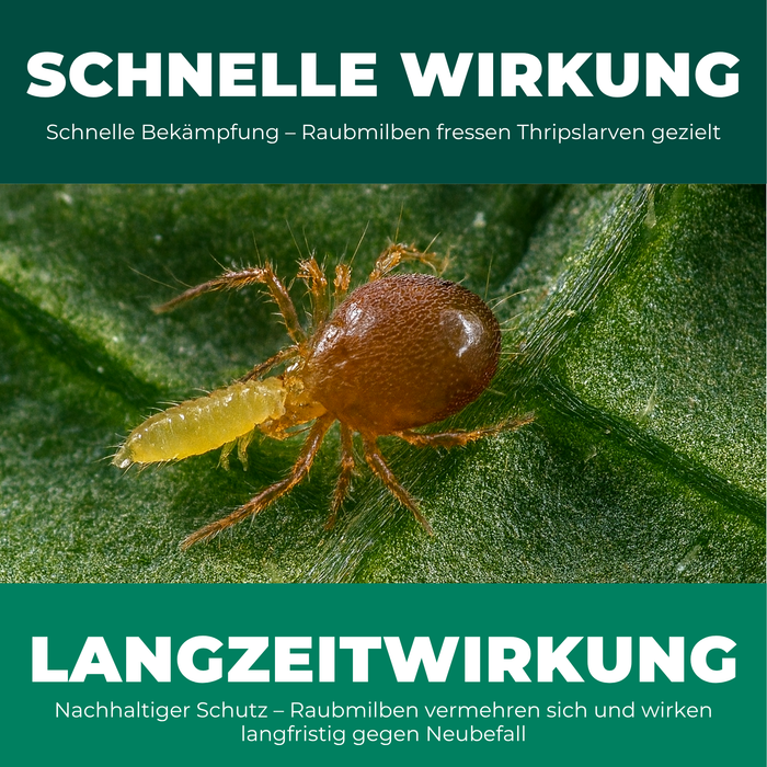 Acariens prédateurs contre les thrips - Silberkraft