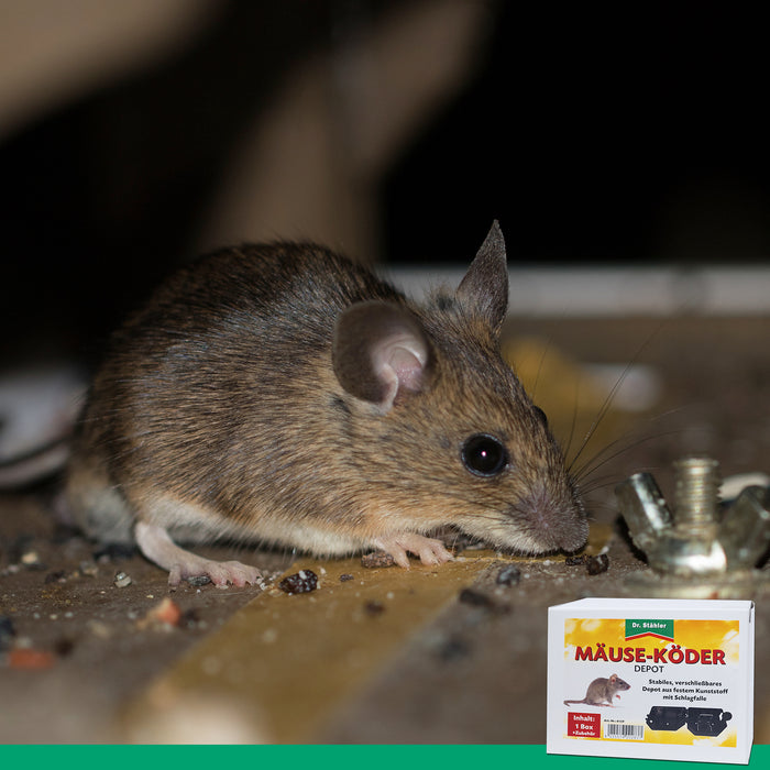 Dépôt d'appâts pour souris avec piège à pression pour la maison et le jardin