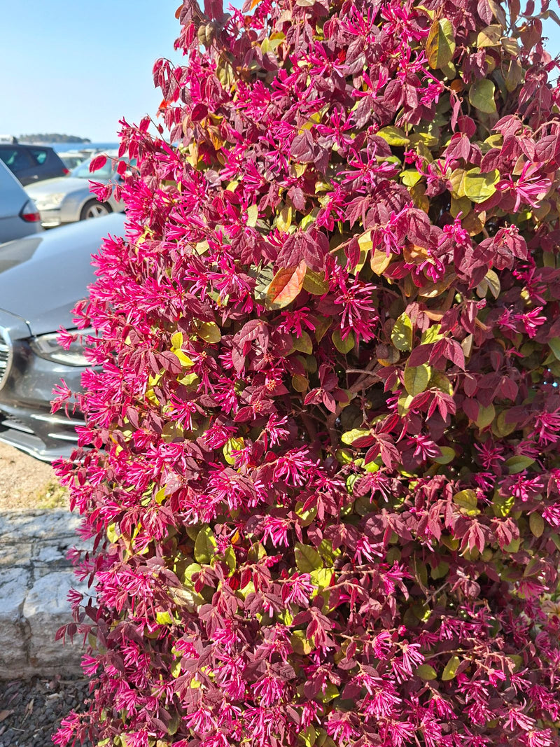 Fleur de sangle — Bild 1