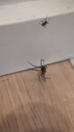 Araignée Nosferatu – Oberursel (Taunus)