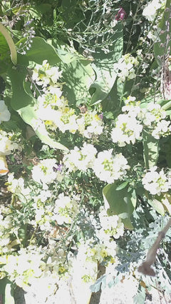 abeille – Bâle, Bâle-Ville