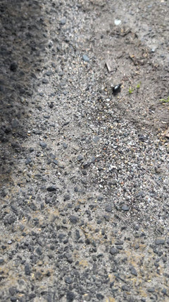 Coléoptère commun – Oberursel (Taunus)