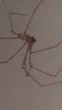 araignée tremblante