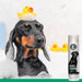 Black Shampoo - shampoing pour chien pour fourrure foncée - Silberkraft