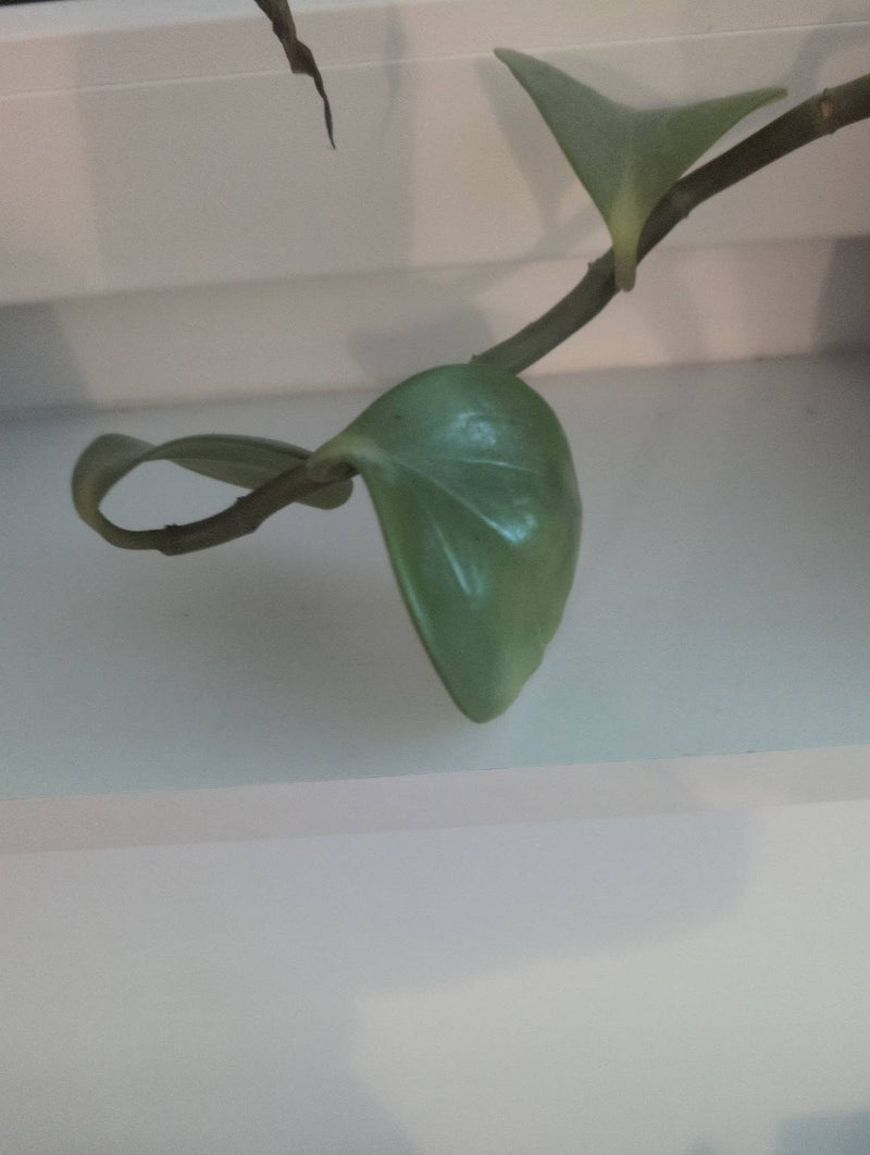 fleur de cire — Bild 1