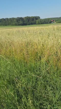 herbes douces